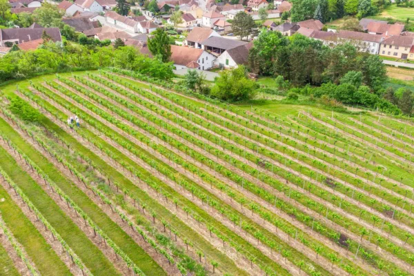 Weinbaufelder - Würger - Kirchberg am Wagram